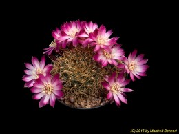 Sulcorebutia callichroma  v. longispina HS78a 2192